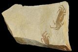 Two Miocene Pea Crab (Pinnixa) Fossils - California #177021-1